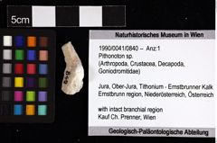 Foto (Objket + Etiketten) von Pithonoton sp. 